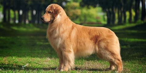 Seven of the Most Interesting Golden Retriever Mixes