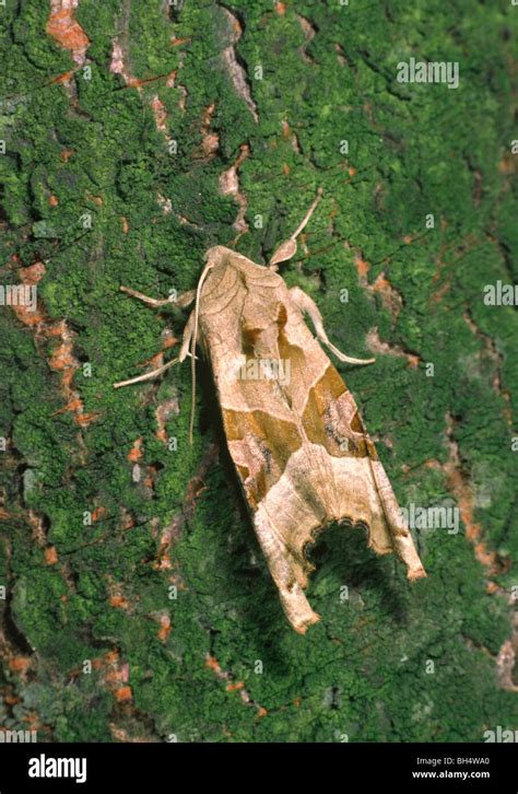 Close Up Of An Angle Shades Moth Phlogophora Meticulosa Resting On