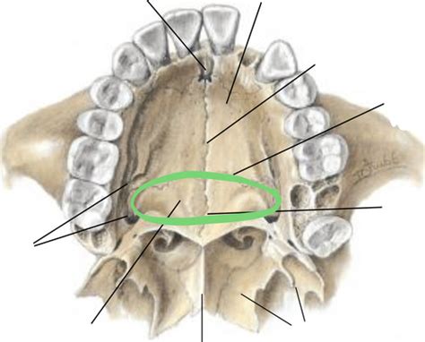 ORAL REGION Hard And Soft Palate Flashcards Quizlet