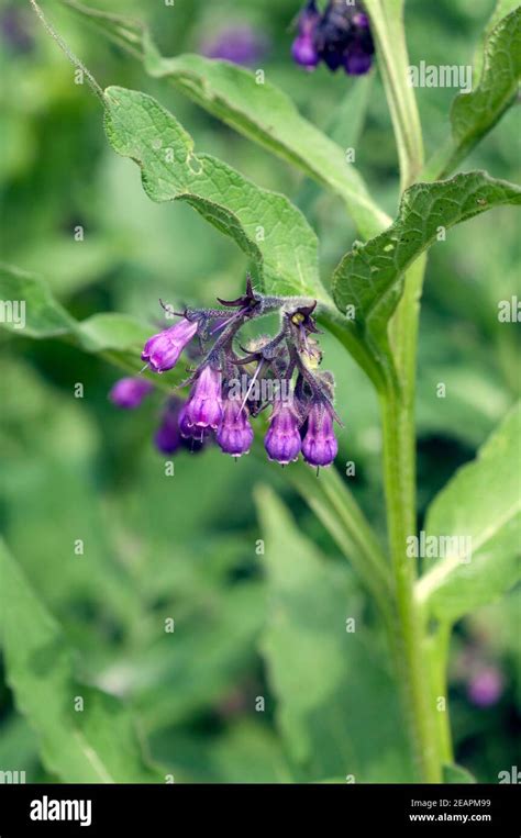 Beinwell Symphytum Officinale Stock Photo Alamy