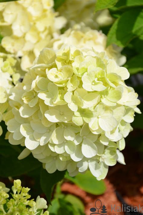 Hydrangea Paniculata LIVING SUMMER SNOW LCNO5 Hortensja Bukietowa