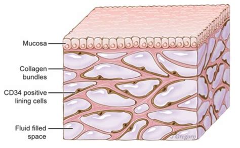 Découverte dun nouvel organe du corps humain linterstitium IFM