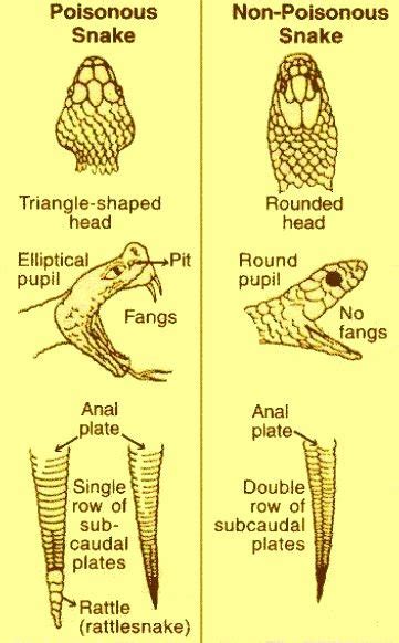 Identifying Poisonous Snakes Poisonous Snakes Triangle Shape Snake