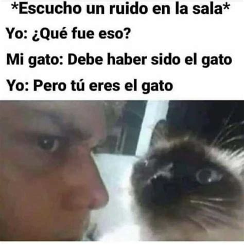 Gatos Meme Subido Por Gotrunksz Memedroid