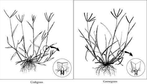 Rutgers Master Gardeners of Burlington County IPM Blog: Goosegrass and ...