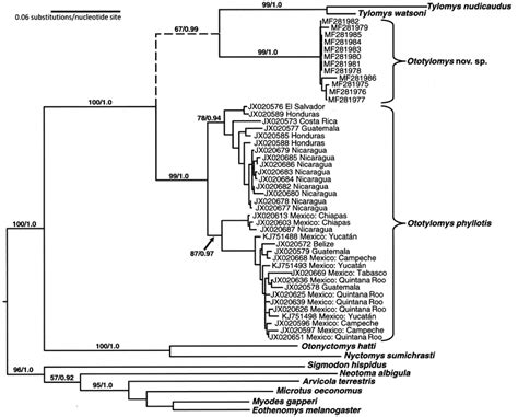 Maximum Likelihood Ml Phylogram Ln L Of The