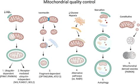 Mitochondrial Quality Control Pathways Mechanisms Governing