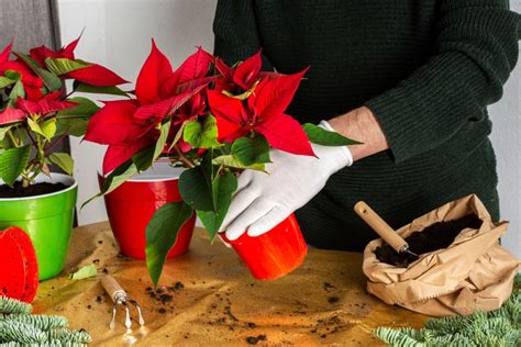 8 Steps For Making A Poinsettia Flower Again