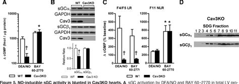 Figure From Pressure Overload Induced Subcellular Relocalization