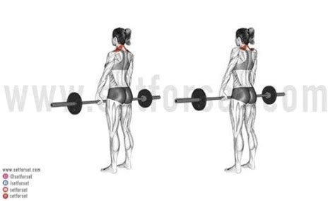 Shrugs Exercise: Correct Form & 6 Best Variations - SET FOR SET