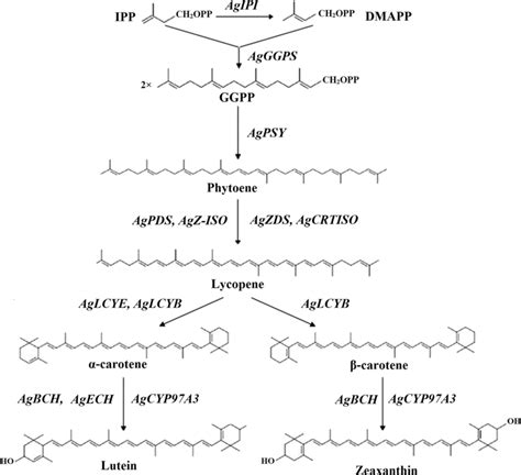 The Potential Of Scheme Of The Carotenoid Biosynthesis In Celery