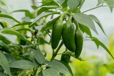 Harvesting Chillies: Tips For Harvesting & Storing Chillies