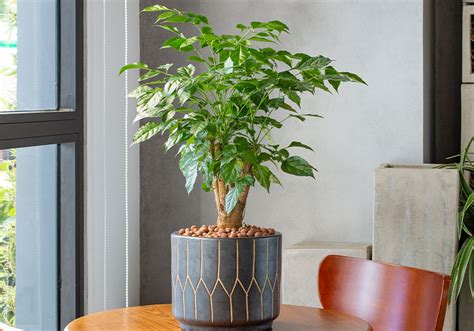 st louis  day flower delivery walter knoll florist st louis mo