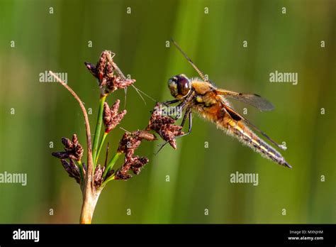 The Four Spotted Chaser Libellula Quadrimaculata Known In North