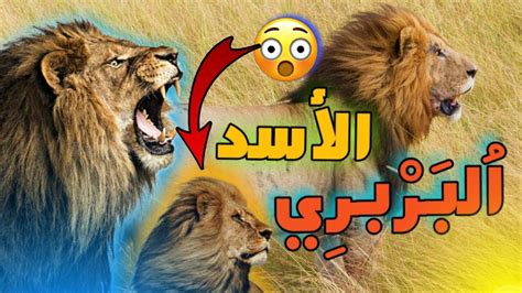 الأسد الإفريقي أو الأسد البربري الذي انقرض من جبال الأطلس المغربي Youtube