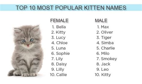 We've looked over the names of more than 643,000 cats born in 2012 to ...