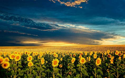 🔥 [49+] Sunflower Desktop Wallpapers | WallpaperSafari