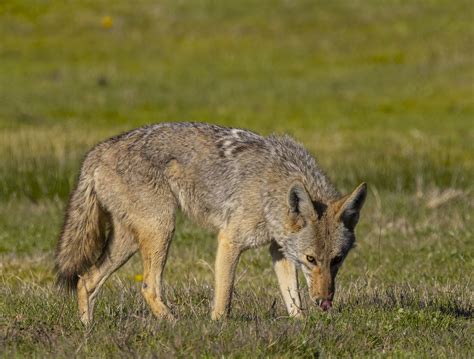 Coyote On The Prowl Coyote On The Prowl Roger Uzun Flickr