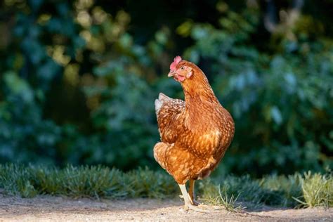 Golden Comet Chickens Everything You Need To Know