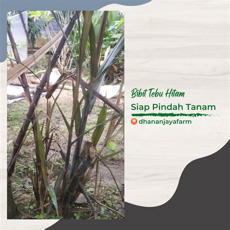 Jual Bibit Tebu Ireng Tebu Hitam Tebu Wulung Hidup Siap Pindah Tanam