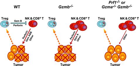 Granzyme B And Perforin Are Important For Regulatory T Cell Mediated