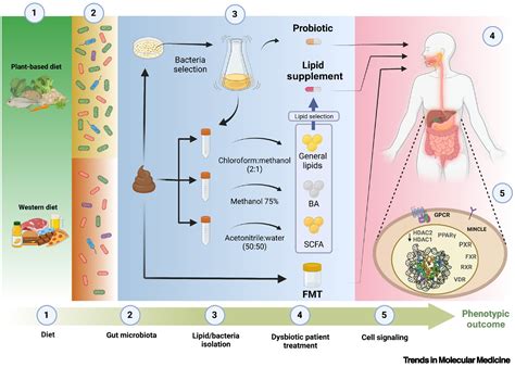 Lipids From Gut Microbiota Pursuing A Personalized Treatment Trends