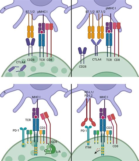 Frontiers Cutaneous Immune Related Adverse Events To Immune