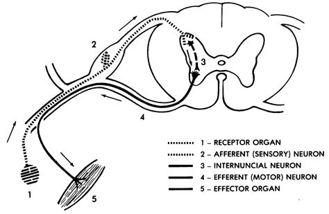 Simple Reflex Arc Diagram Labeled