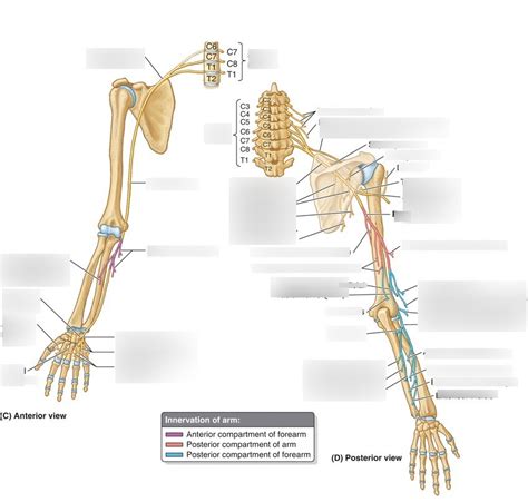 Nerves Of Upper Arm Diagram Quizlet