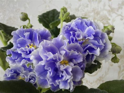 Аквамарин фиалка - фото и картинки: 65 штук