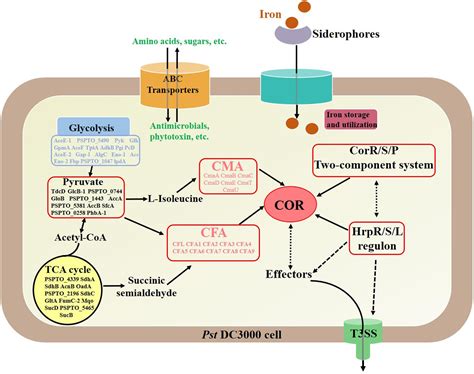 Frontiers Data Independent Acquisition Proteomics Unravels The