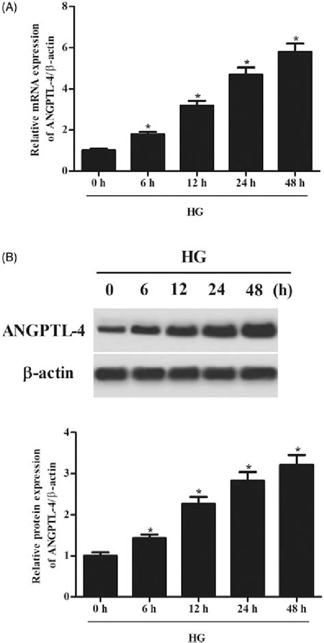 HG Stimulation Caused Increase In ANGPTL 4 Expression In MCs HBZY 1