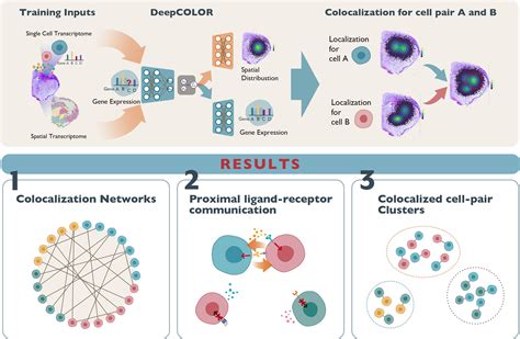 Single Cell Colocalization Analysis Using A Deep Generative Model Cell