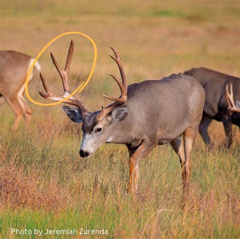 Largest Mule Deer In The World