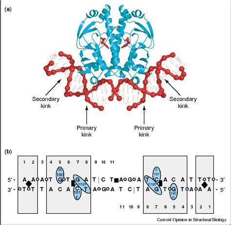 Pdf Catabolite Activator Protein Dna Binding And Transcription