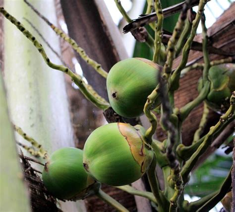 Fruta de coco verde bebé en el árbol Foto Premium