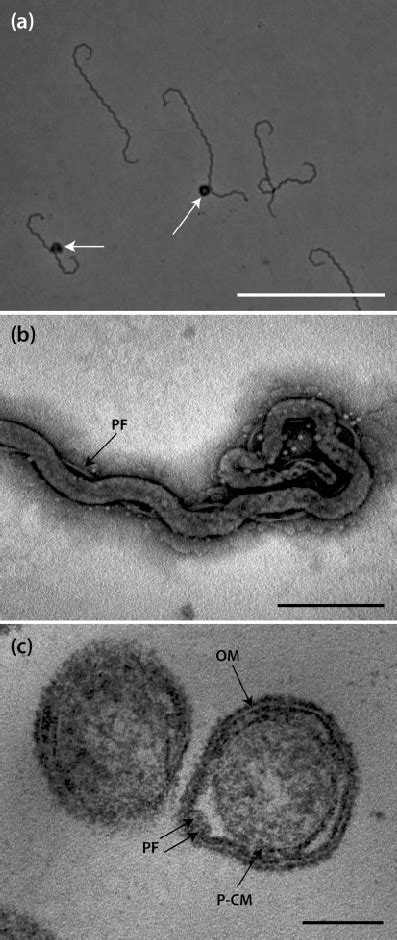 Micrographs Of Strain Rasen T A Phase Contrast Micrograph Of Cells