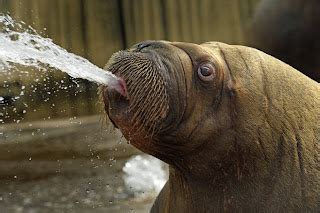 Funny Walrus New Images/Photos 2012 | Funny Animals