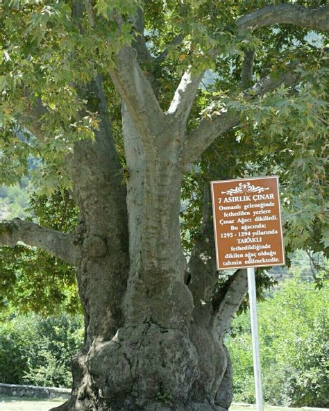 Planet Çınar Approximately 700 years old Taraklı Sakarya Ağaç