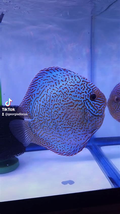 Breeding Pairs | Georgia Discus