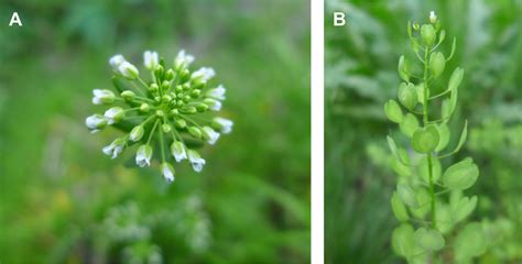 Frontiers Research Progress On The Development Of Pennycress Thlaspi