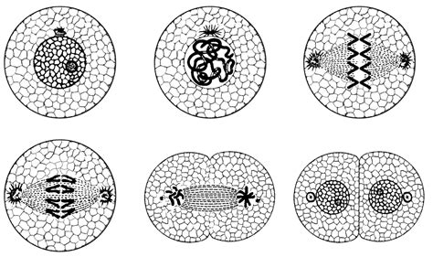 Stages Of Meiosis Microscope