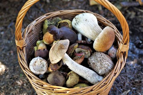 4 champignons comestibles faciles à reconnaître et à trouver en forêt