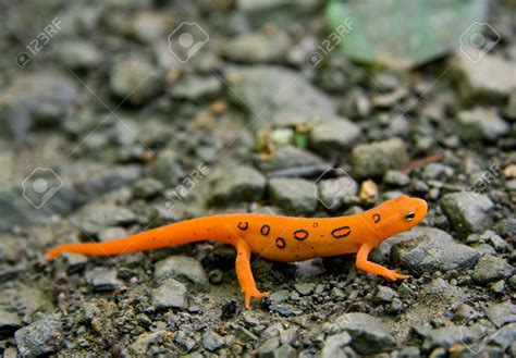 Eastern Newt Wallpapers Animal Hq Eastern Newt Pictures 4k