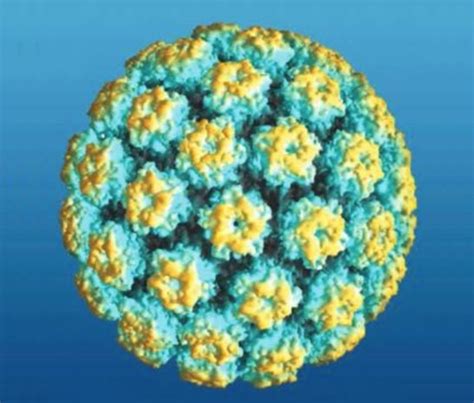 Papillomavirus HPV Concise Medical Knowledge