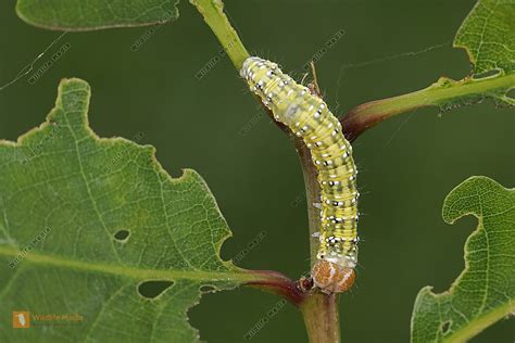 Moosgrüner Eulenspinner Raupe Bild bestellen Naturbilder bei Wildlife