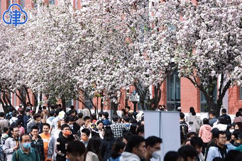 【2023海棠季】津云：天津大学开放日 8万校友市民来赴海棠之约 天津大学新闻网