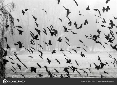 Flock Crows Flying Frozen Field — Stock Photo © JakubD #252413824