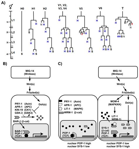 Seam Cell Lineages And C Elegans Wnt Signaling Pathways A The