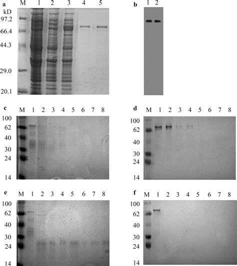 Sds Page Western Blot Analysis Of Cry C Protein And The Protein